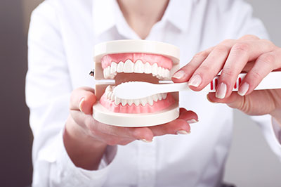 A person s hand holding a plastic dental model with open mouth, displaying teeth and gums.